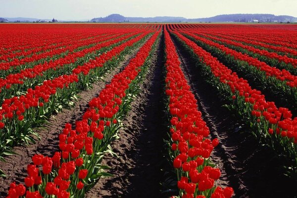 Tulips from the fields of our agriculture