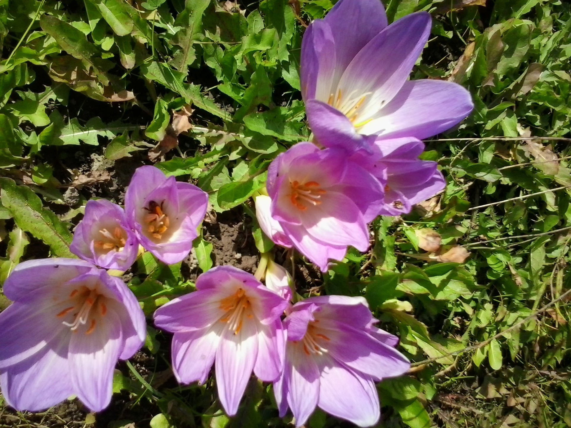 flowers nature flower garden flora blooming summer petal leaf outdoors floral color close-up park