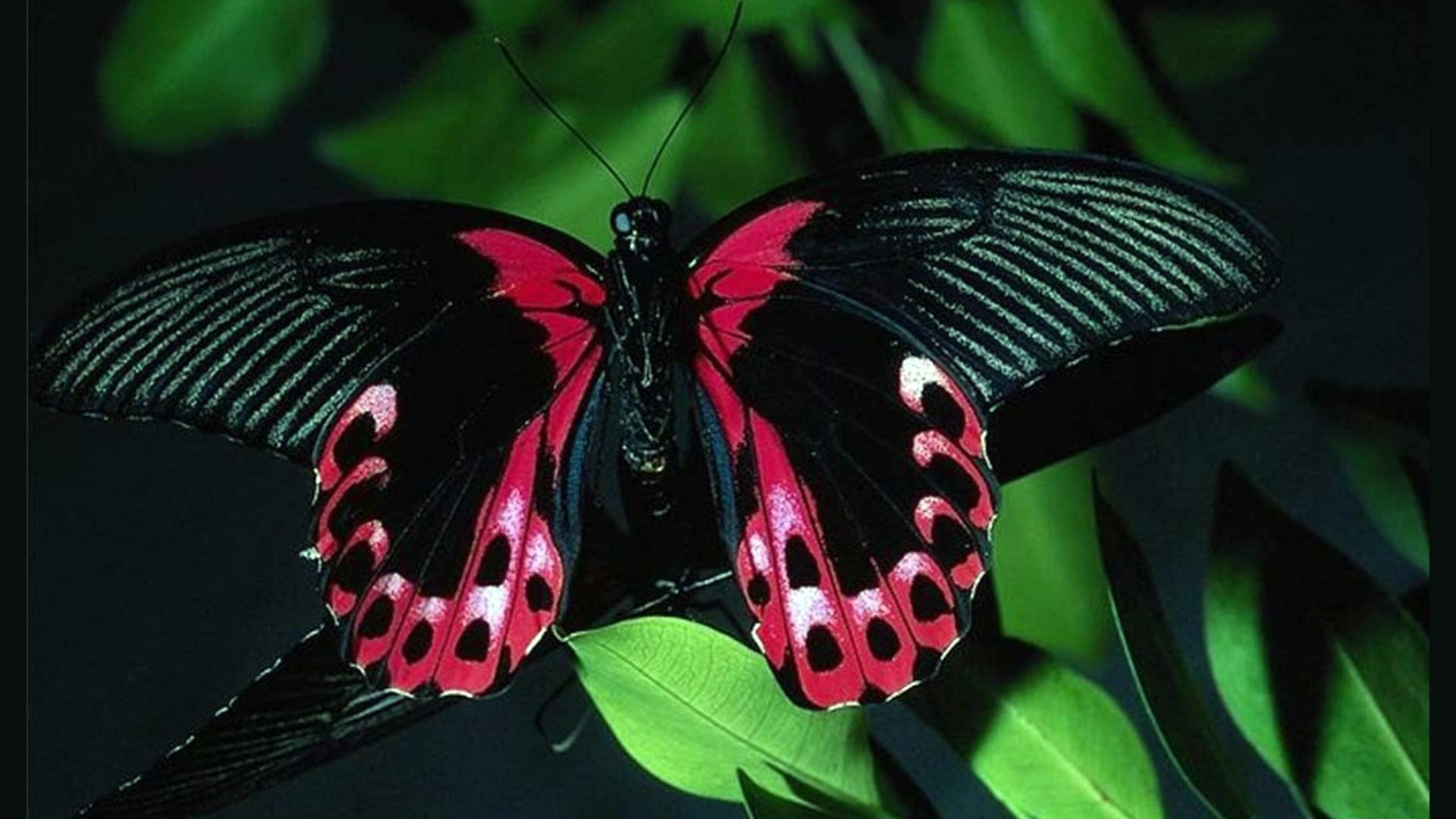 animaux papillon insecte invertébré aile nature monarque à l extérieur la faune unique fleur papillon biologie jardin antenne feuille été mouche tendre lépidoptères