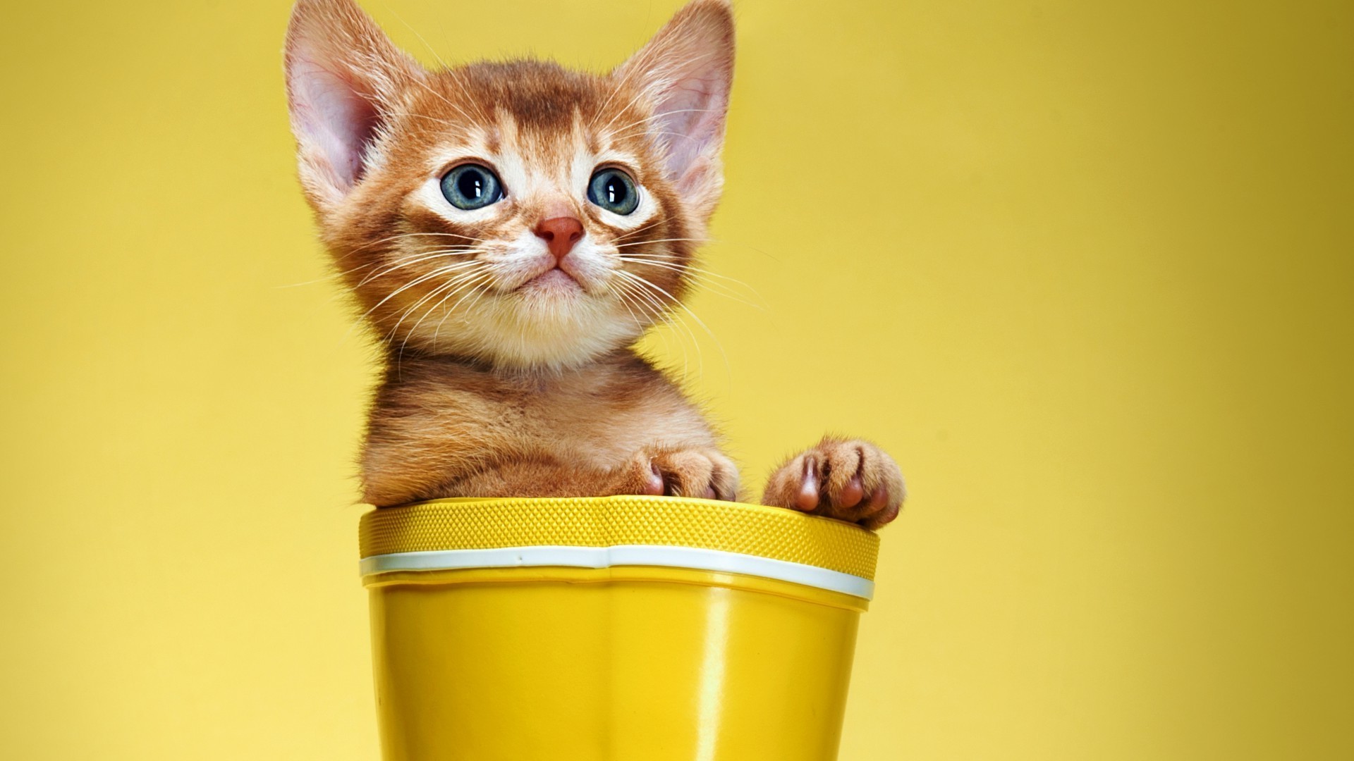 chat mignon chat drôle chaton petit enfant mammifère fourrure animal de compagnie oeil portrait animal jeune domestique studio