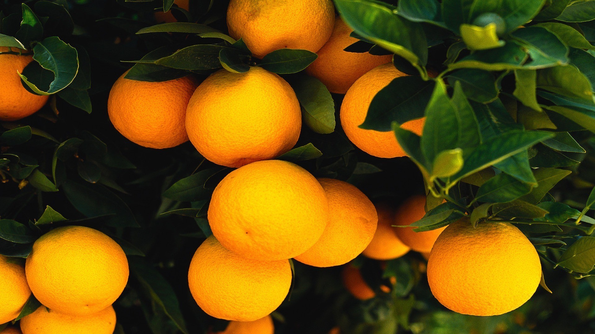 fruits agrumes juteux feuille alimentaire nature jus santé tropical mandarine couleur en bonne santé jardin confiserie grandir été marché mandarine fraîcheur