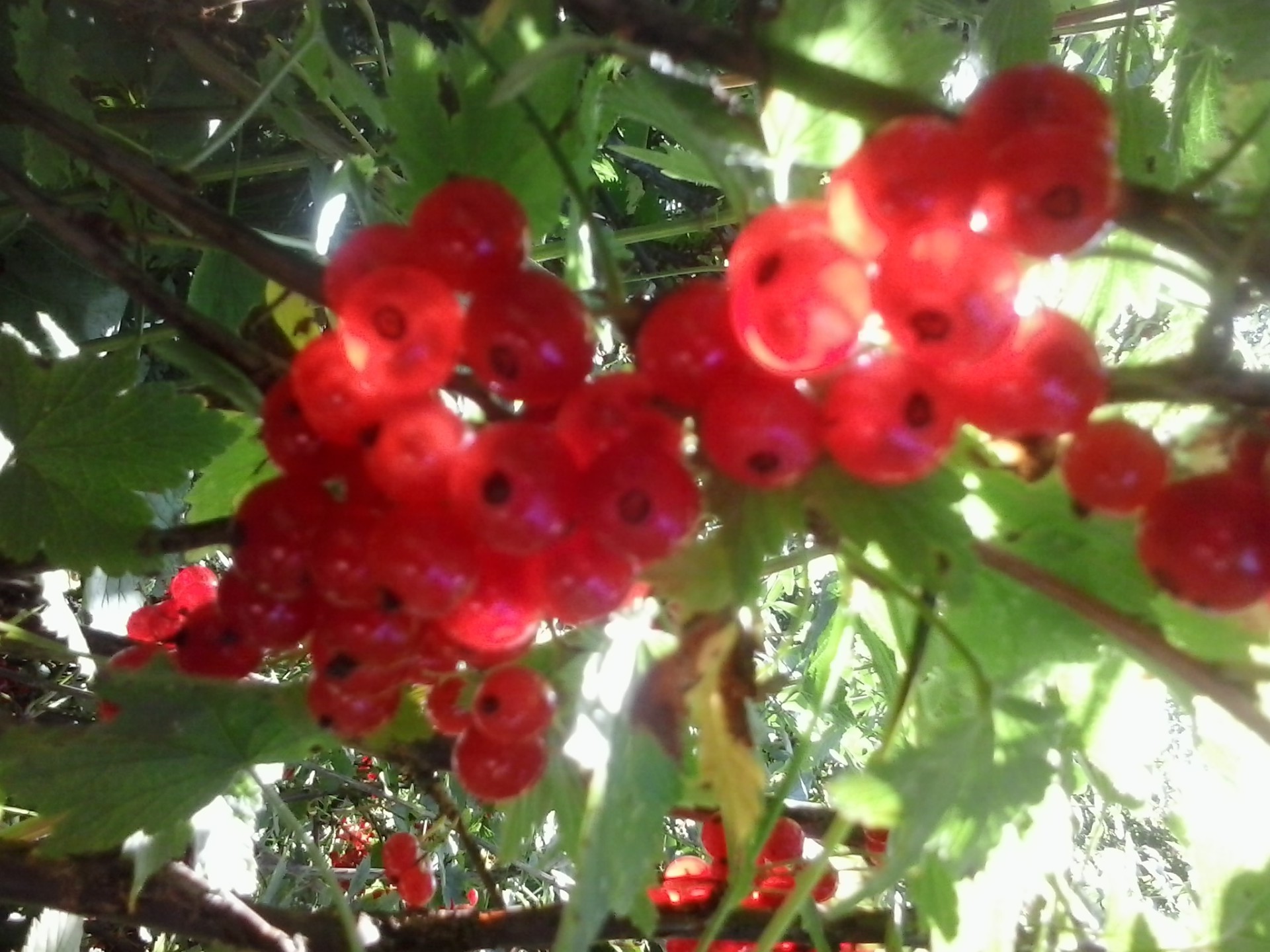 berries berry fruit branch leaf nature tree food garden juicy confection cluster summer bunch shrub healthy color close-up pasture currant