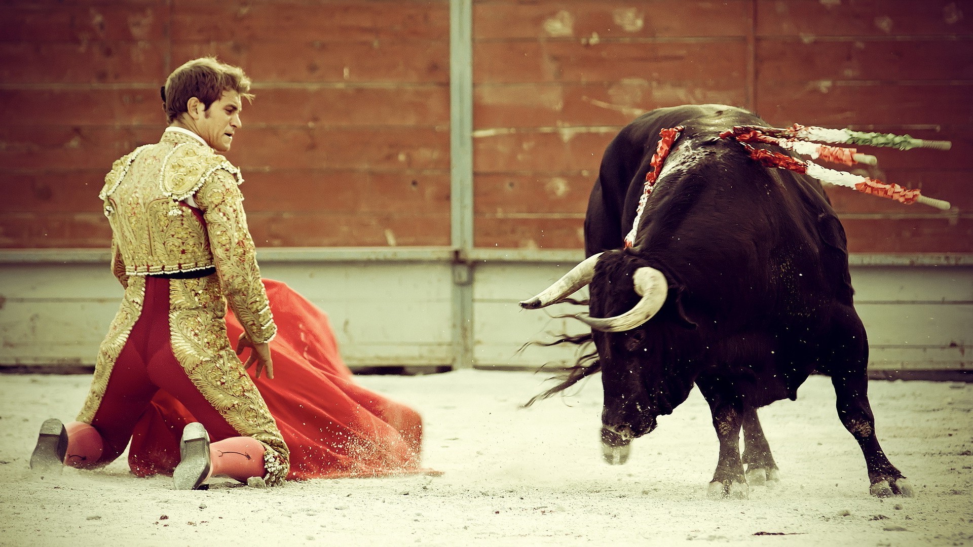 men bull bullfighter bullring blood cattle street man horn festival wear adult cape one livestock mammal fighter woman