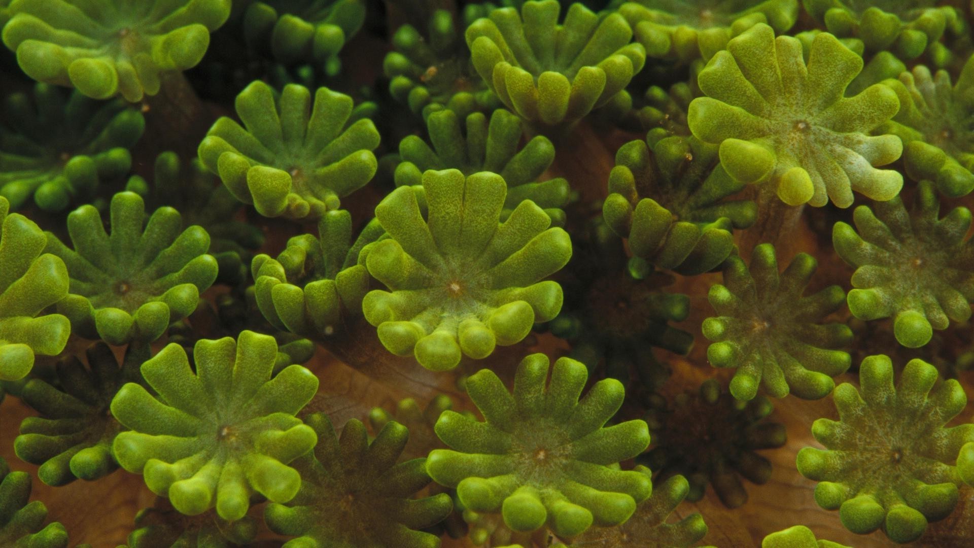 flowers underwater nature invertebrate flower biology color texture