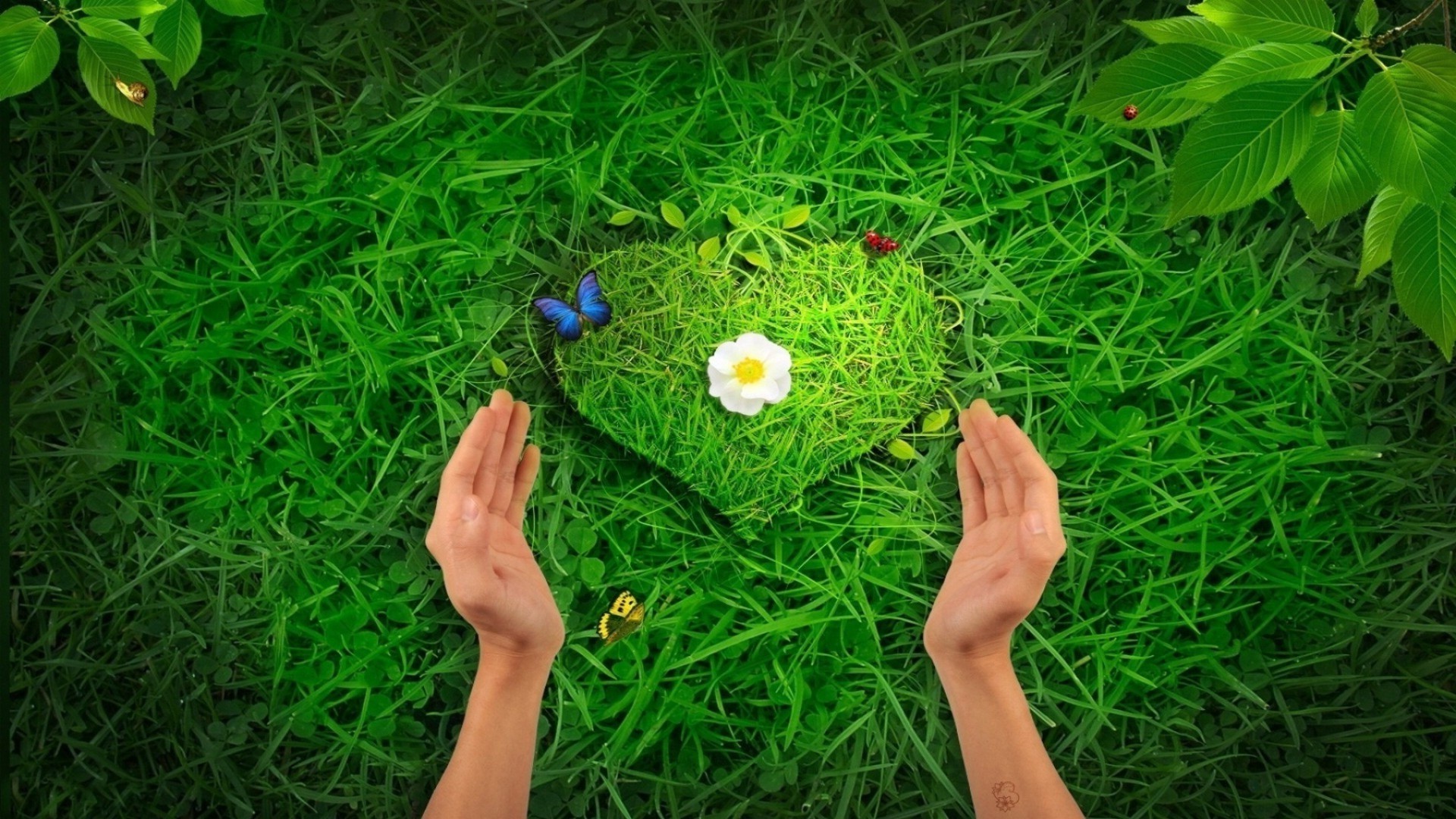 hearts grass lawn summer nature leaf garden field hayfield flora outdoors environment desktop bright