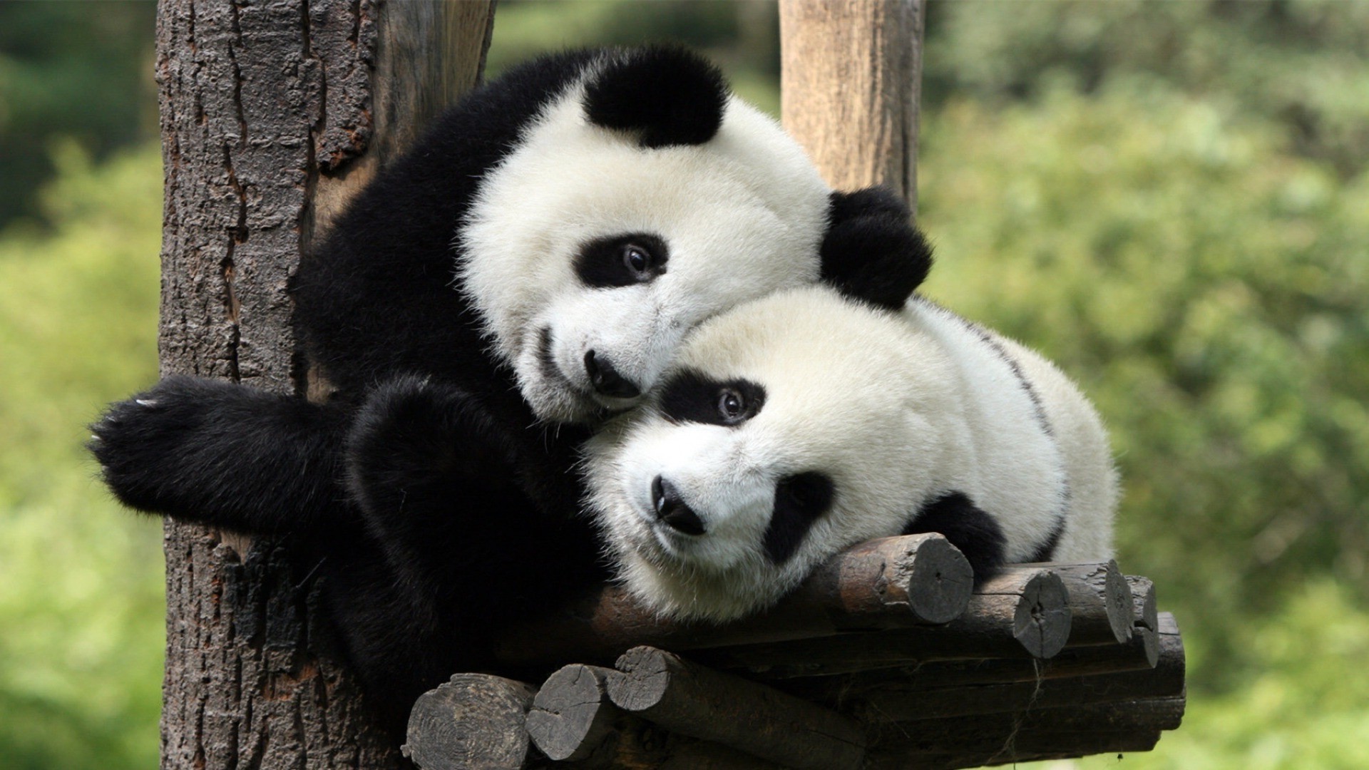 herbivores mammal wildlife animal nature wood zoo wild cute fur tree panda outdoors