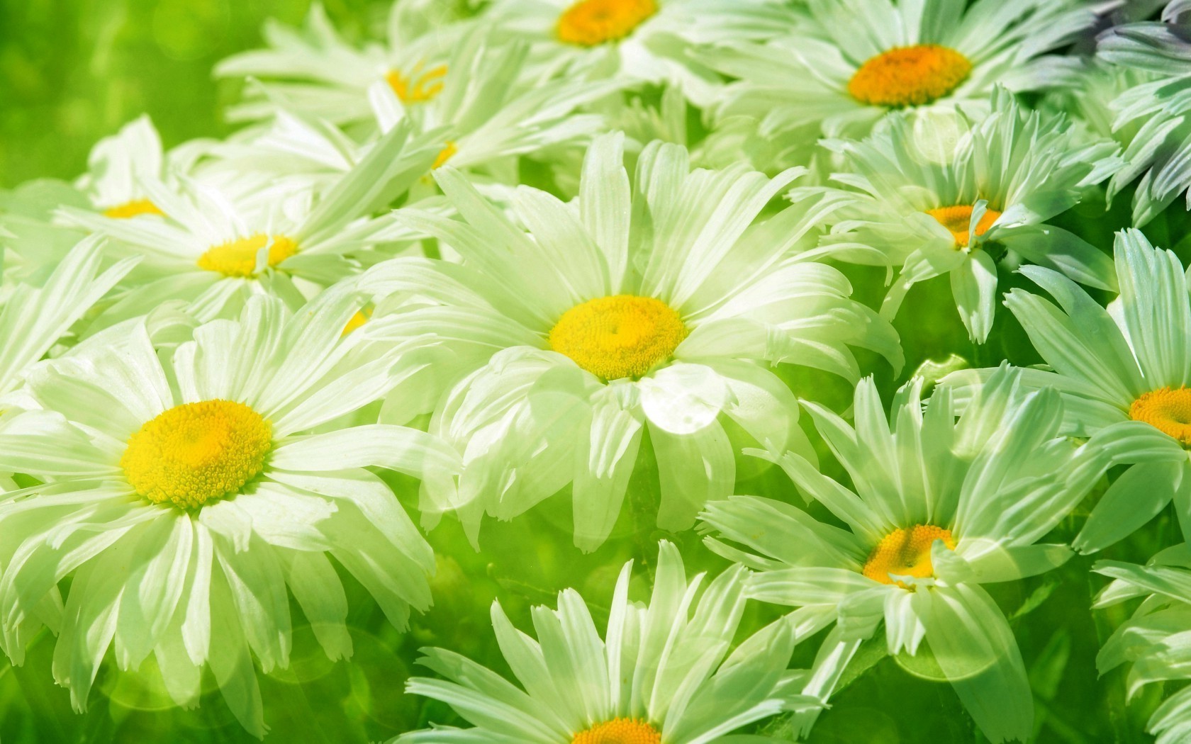 chamomile nature flower flora summer floral leaf garden bouquet petal blooming beautiful color bright head close-up season hayfield