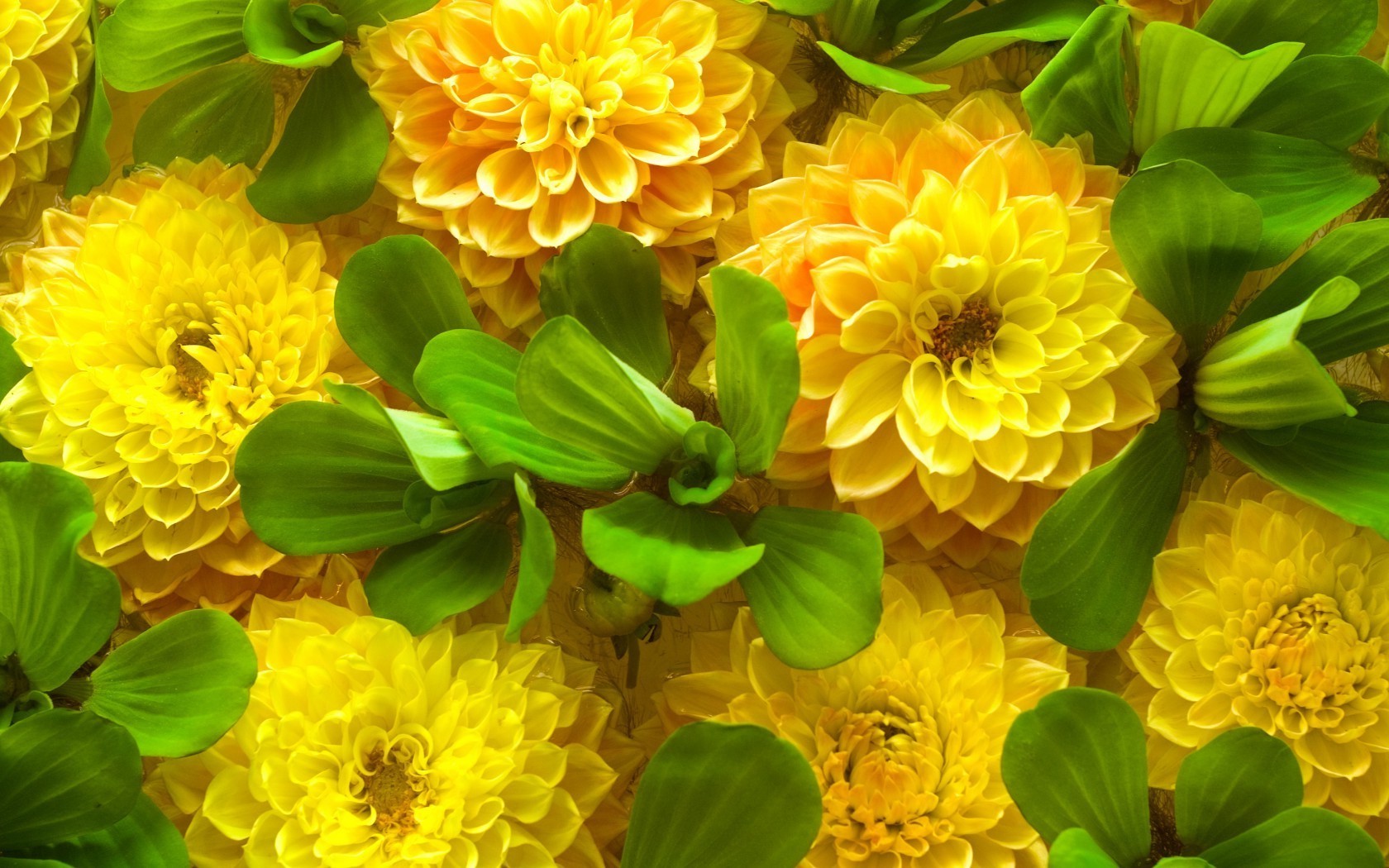 花 叶 自然 花 植物 花卉 夏季 花园 美丽 颜色 明亮 花瓣 季节 盛开 特写 装饰 生长 明亮