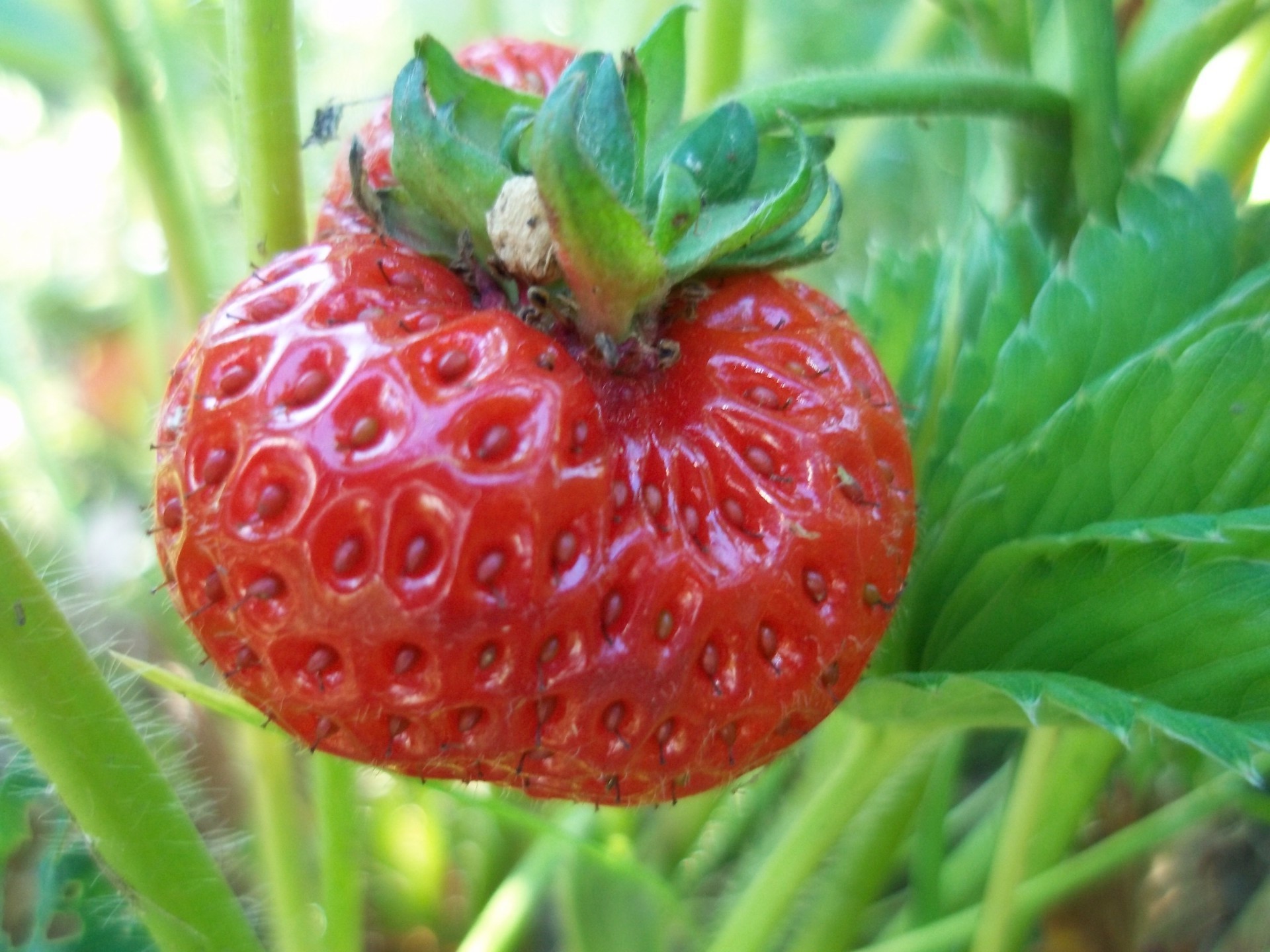 baies alimentaire fruits en bonne santé santé juteux feuille nature délicieux jardin baie fraise fraîcheur légume alimentaire pâturage régime alimentaire grandir confiserie gros plan