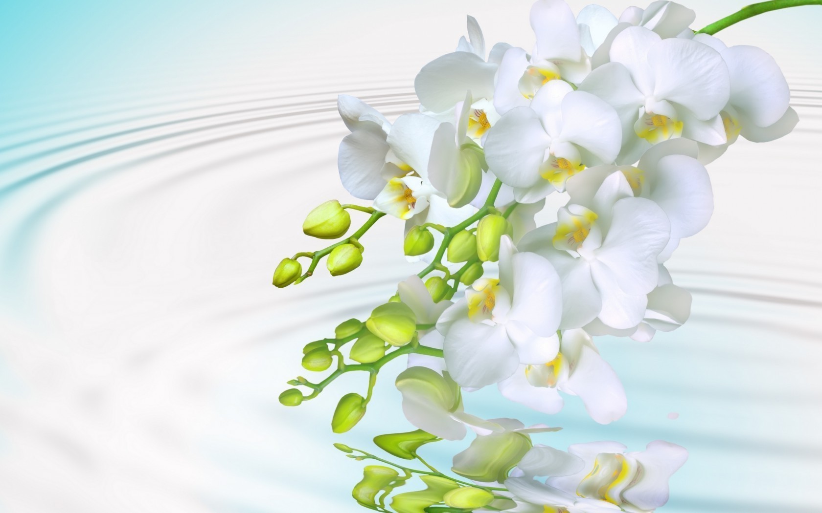 flowers in water flower flora nature floral blooming petal beautiful close-up desktop leaf color branch bouquet decoration romantic card