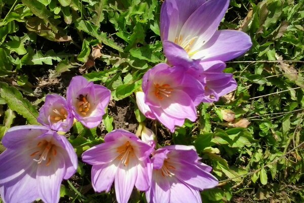 Purple flowers in the garden. Summer