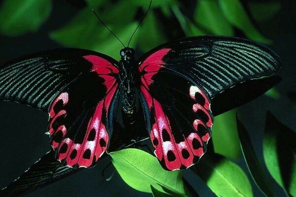 Hermosa mariposa con alas negras y rojas