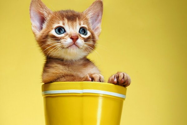 A red kitten on a yellow background