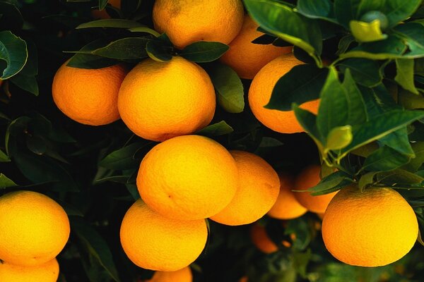 Ripe tangerines on a branch