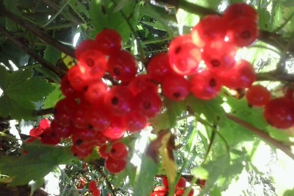 Delicious berries on the bush