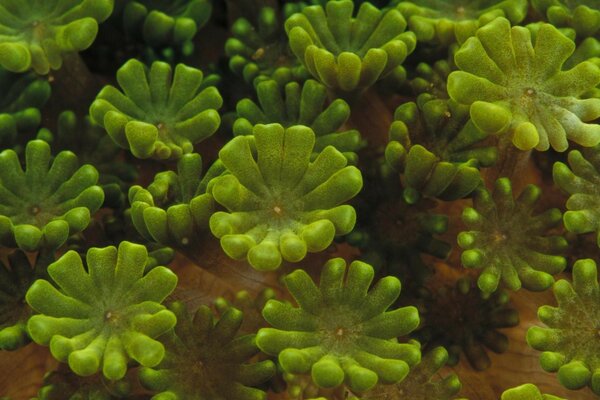 Unusual plants of the underwater world