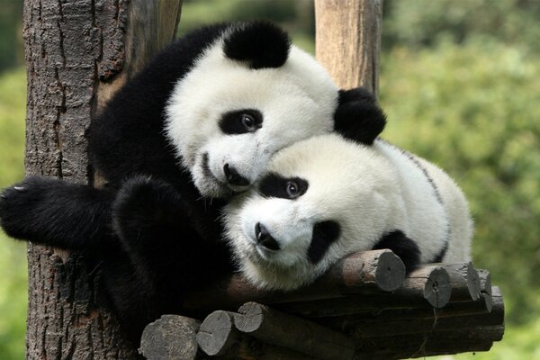 Wildtiere. Niedliche Pandas