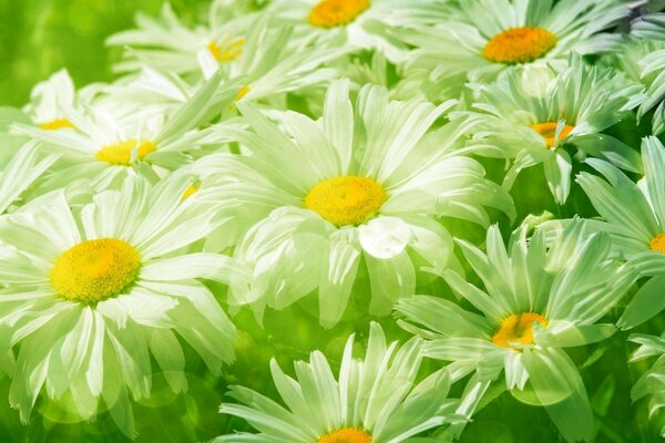 Green daisies - the awakening of spring