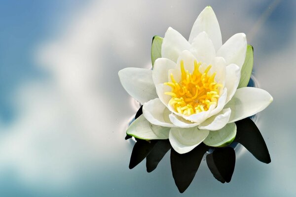 Water lily flower on the water