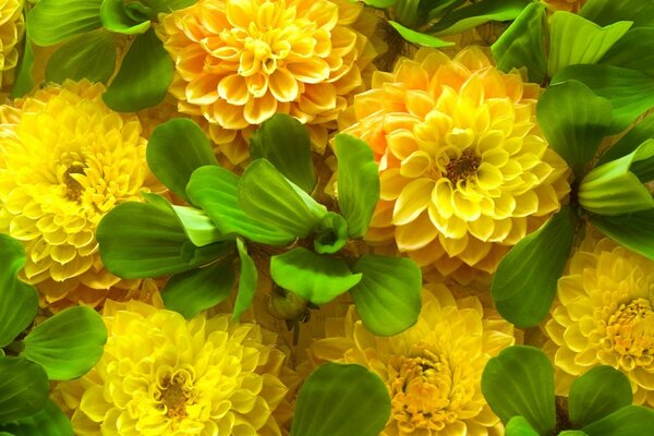 Bright, yellow flowers with leaves