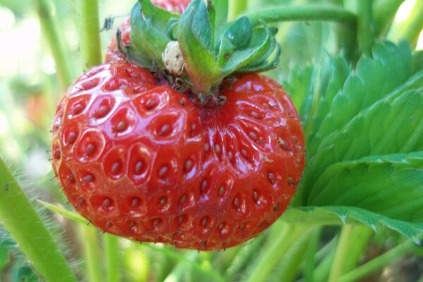 Fraises sur le lit. Baies. Fruits