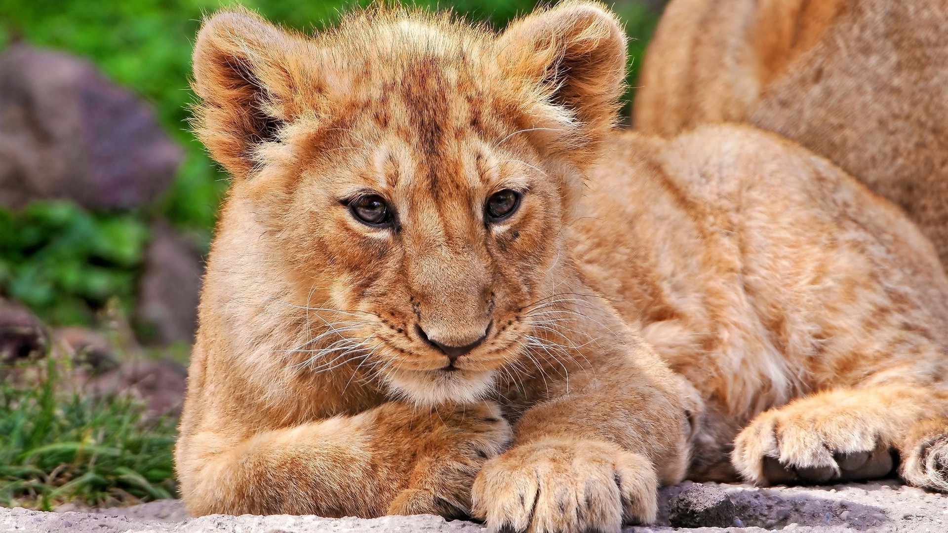 lions chat mammifère faune prédateur animal sauvage mangeur de viande zoo nature fourrure lion safari grand chasseur