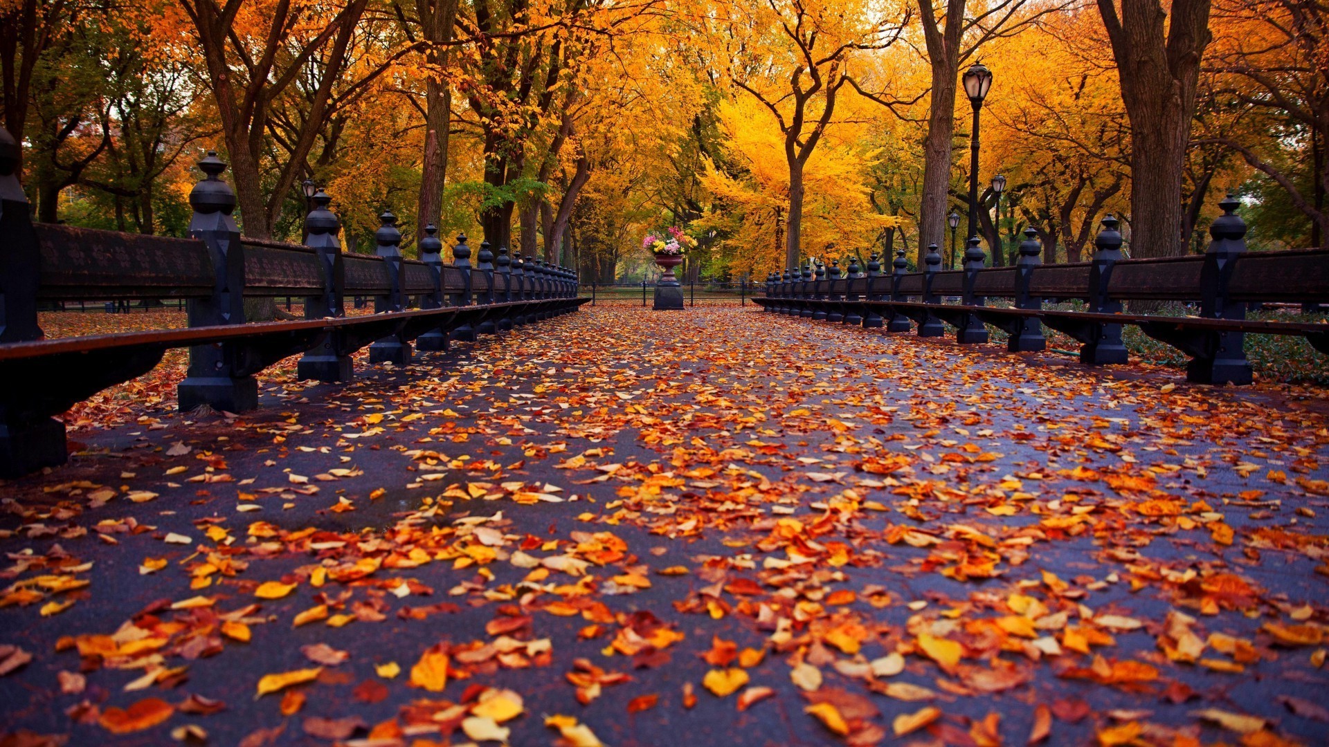 autunno autunno foglia albero parco acero all aperto legno stagione paesaggio alba oro scenic natura