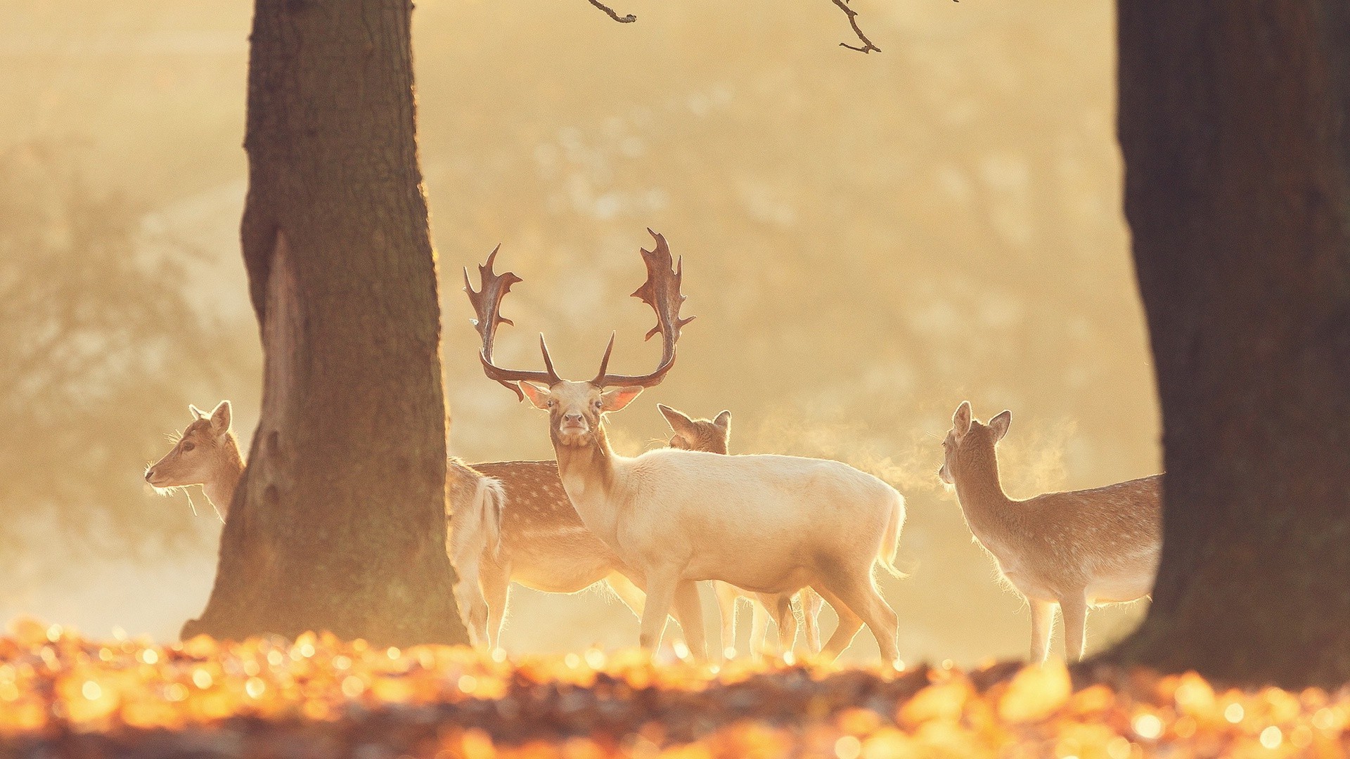 tiere hirsch säugetier holz natur im freien baum tierwelt morgendämmerung herbst landschaft sonnenuntergang