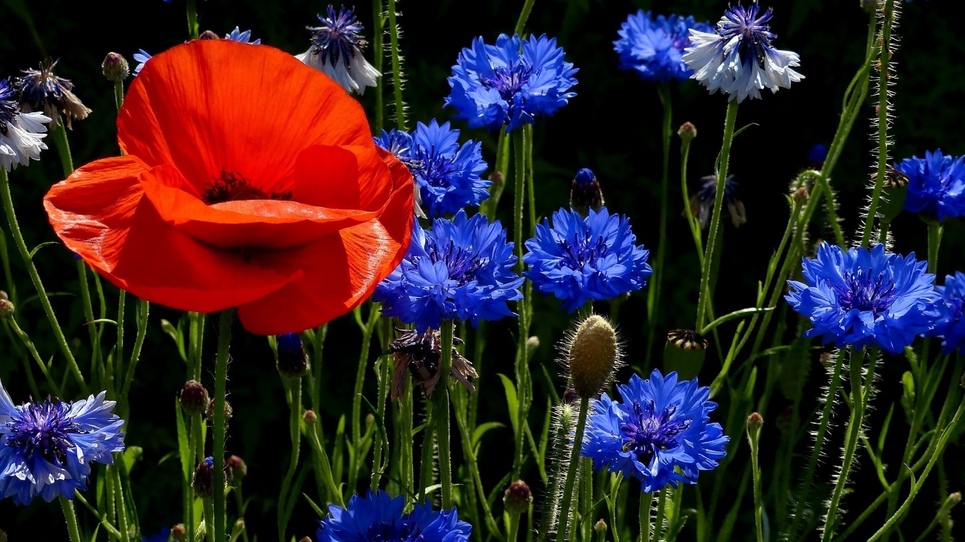 blumen blume natur flora blühen garten sommer feld blütenblatt heuhaufen blumen farbe blatt im freien gras wachstum kumpel