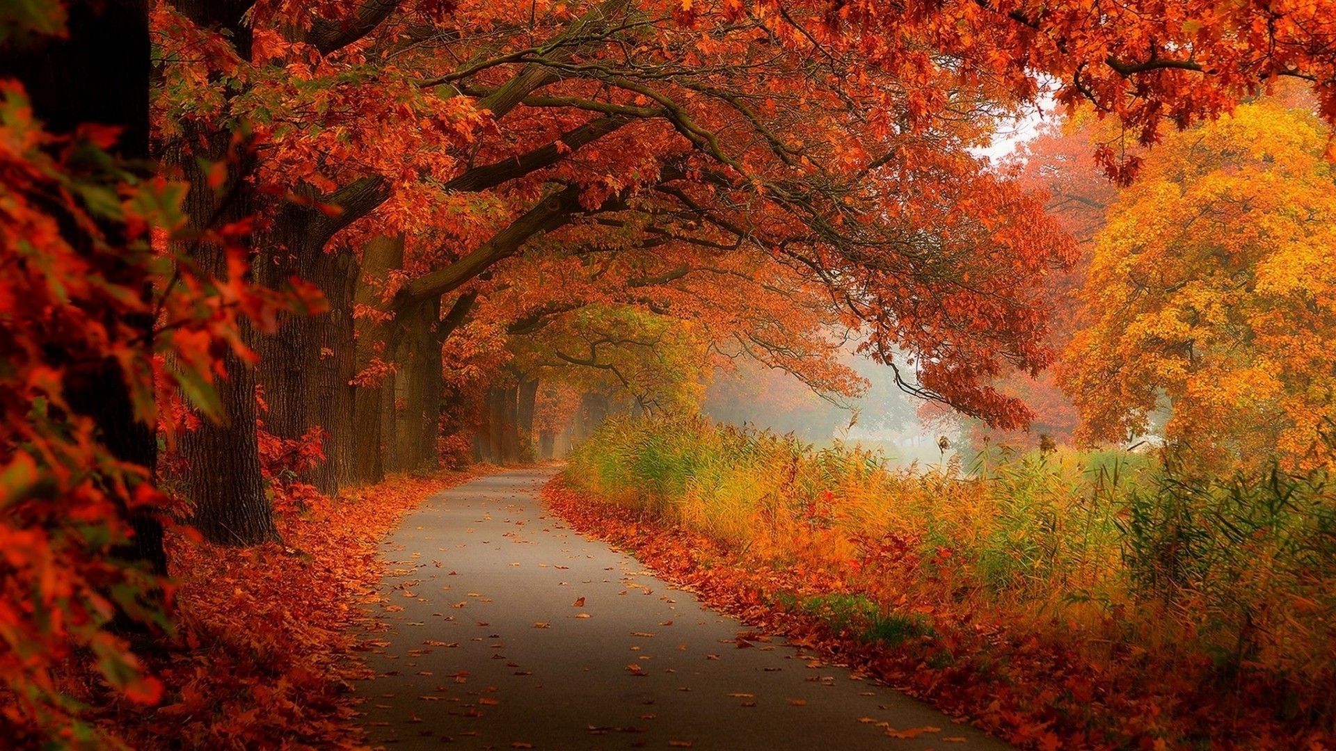 autunno autunno foglia acero albero paesaggio parco in legno natura nebbia stagione di colore