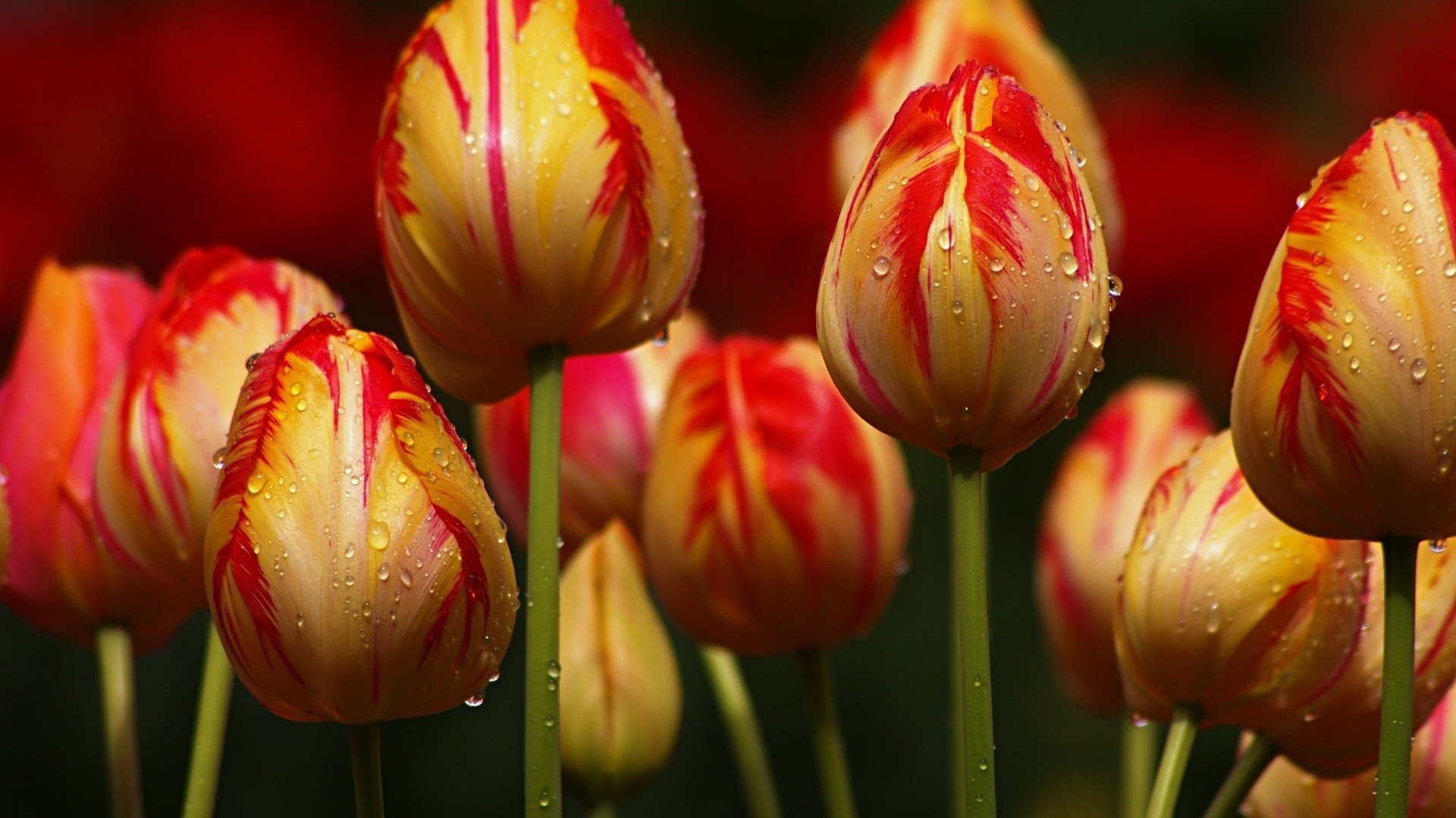 tulipanes naturaleza tulipán brillante verano flor hoja jardín flora floral color al aire libre pascua buen tiempo