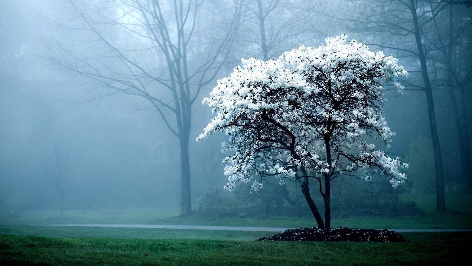 trees fog tree mist landscape dawn wood weather nature scenic branch countryside