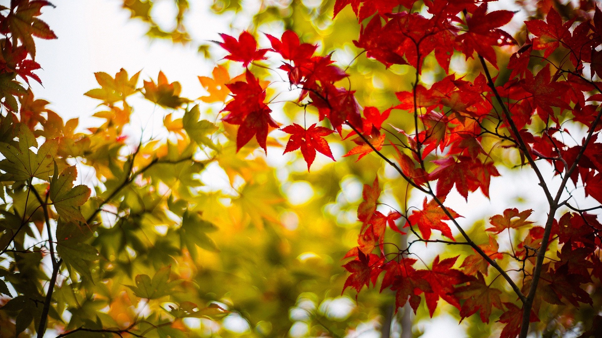 leaves leaf nature fall bright season color flora maple fair weather tree garden summer branch sun lush park growth