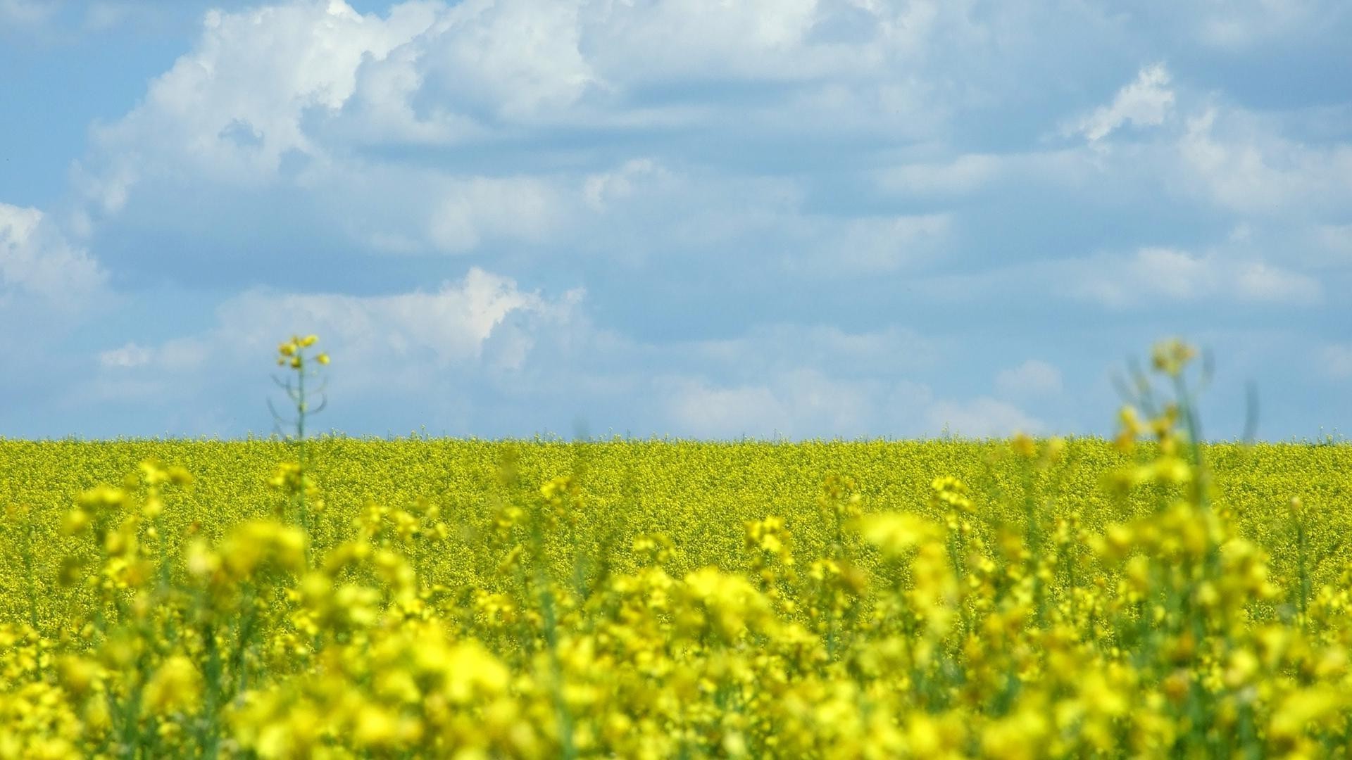 field of flowers field agriculture flower landscape nature rural oil crop farm summer flora countryside rapeseed outdoors sun oilseed fair weather hayfield environment