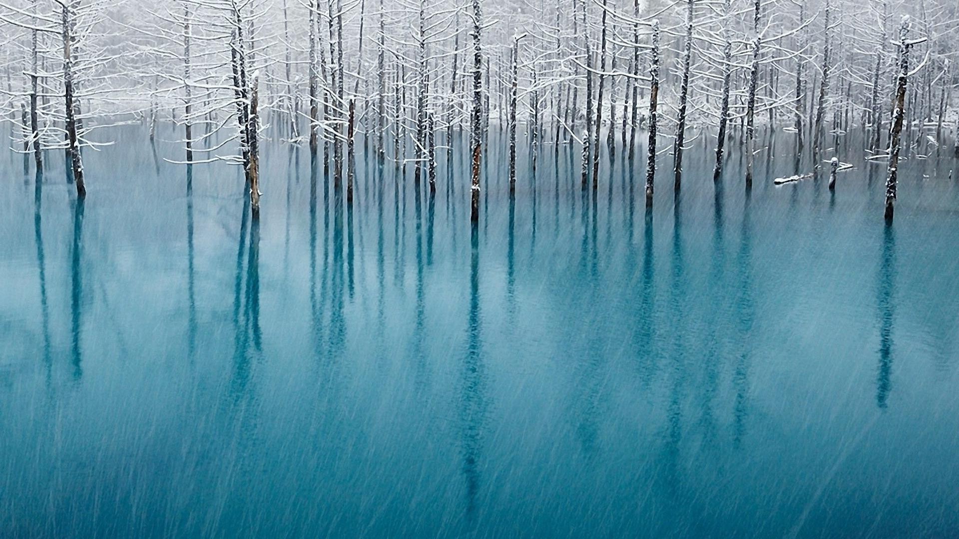 arbres hiver gel froid nature neige bois glace congelé à l extérieur lumineux eau bureau