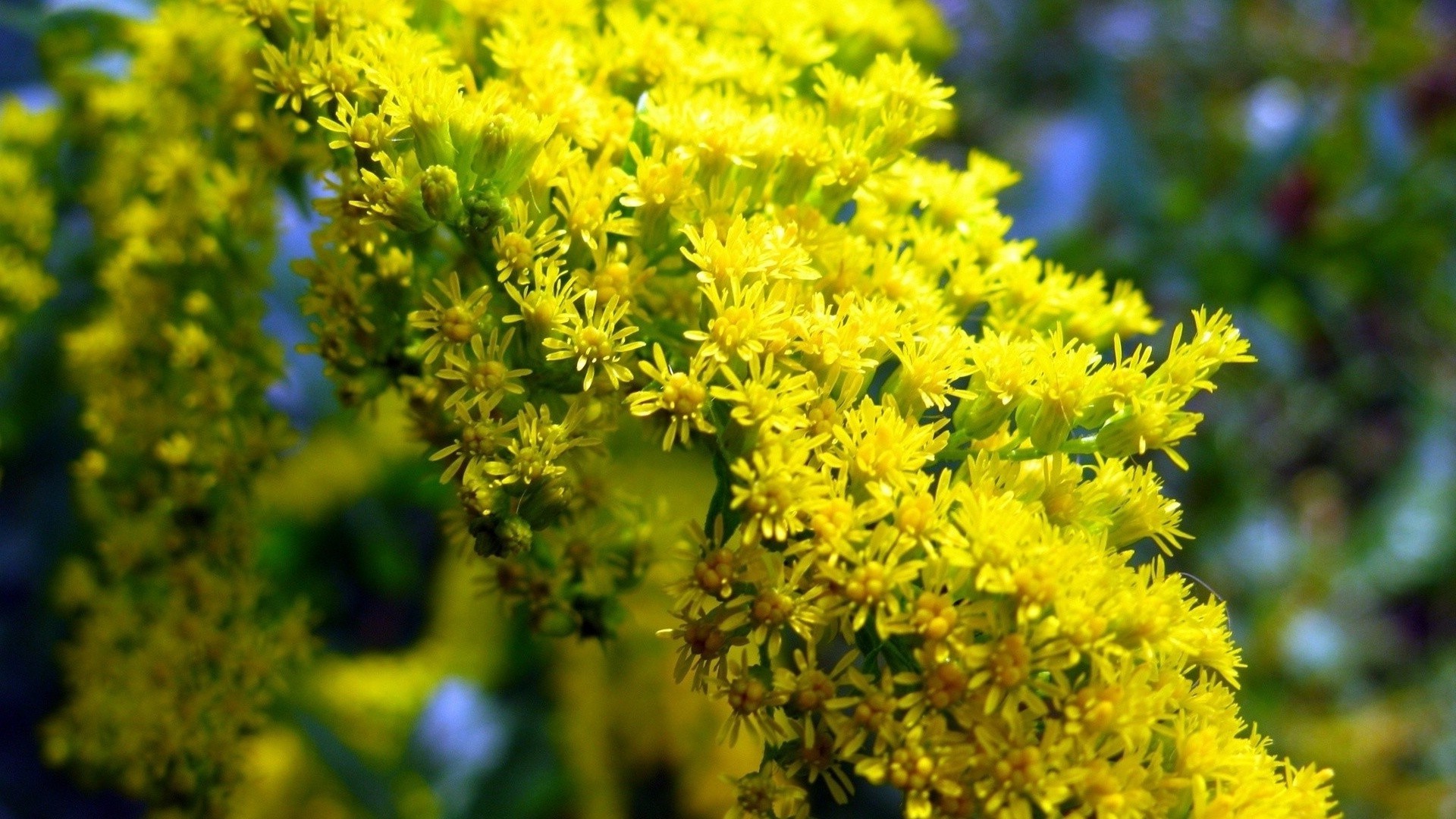 flores naturaleza flor flora hoja verano árbol jardín al aire libre floración floral estación hierba crecimiento salvaje