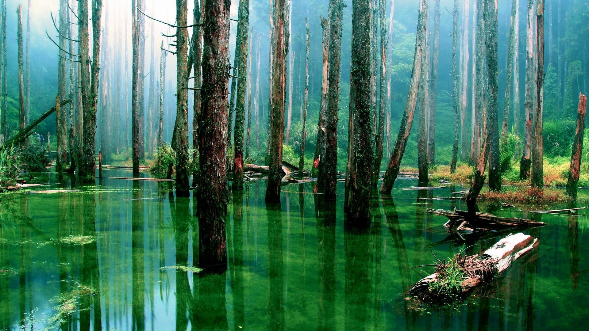 wald holz natur wasser blatt reflexion baum landschaft park see herbst dämmerung im freien sommer umwelt