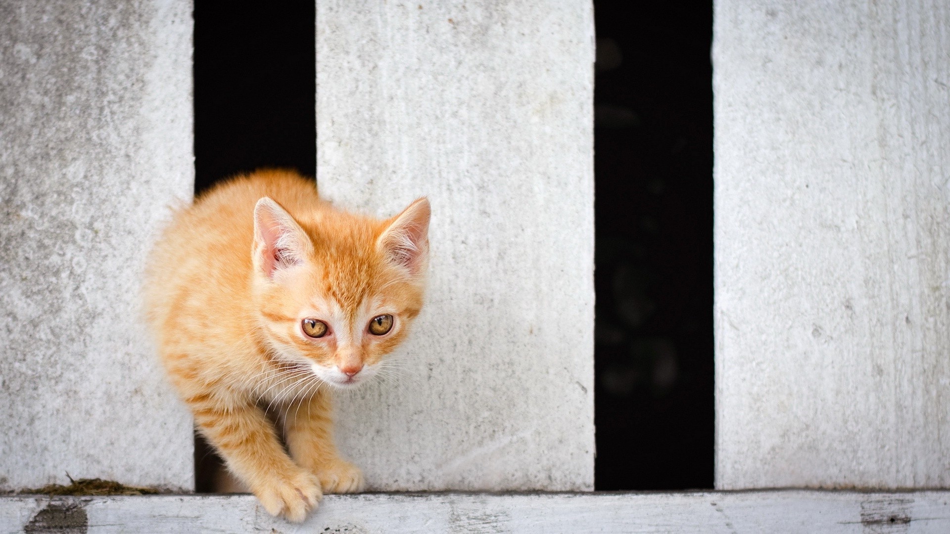 chat chat portrait animal mignon animal de compagnie chaton fourrure oeil