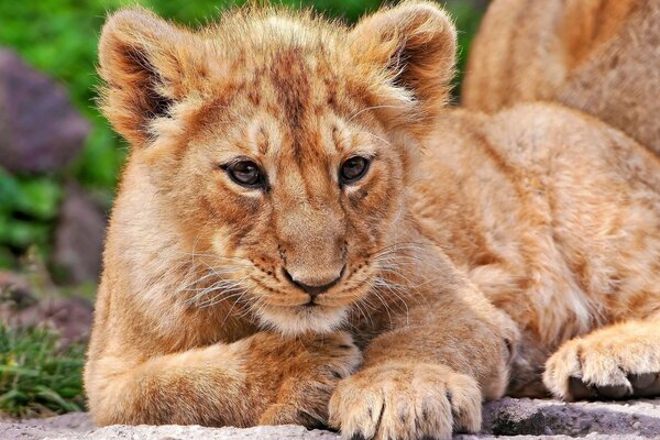 The little lion cub is lying next to his mother