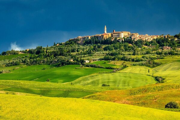 Agricoltura sullo sfondo di un prato verde. Fiore giallo. Prezzo