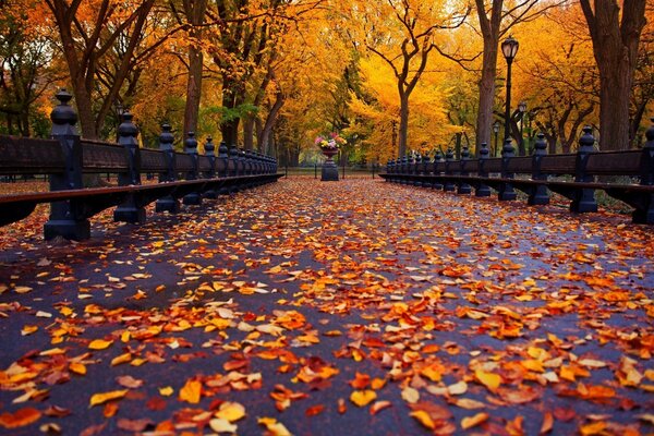 在秋季公园散步的路径