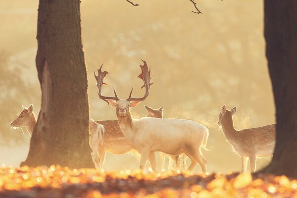 A herd of deer grazing in the forest