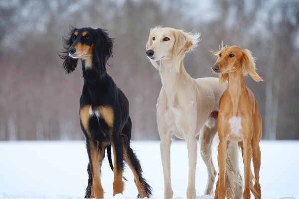 Three dogs on guard in the winter forest