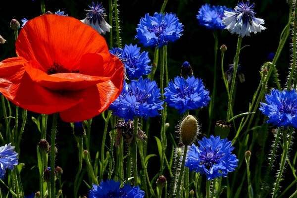 Heller Mohn und andere Blumen