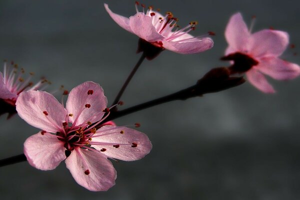 Naturaleza, flor de cerca