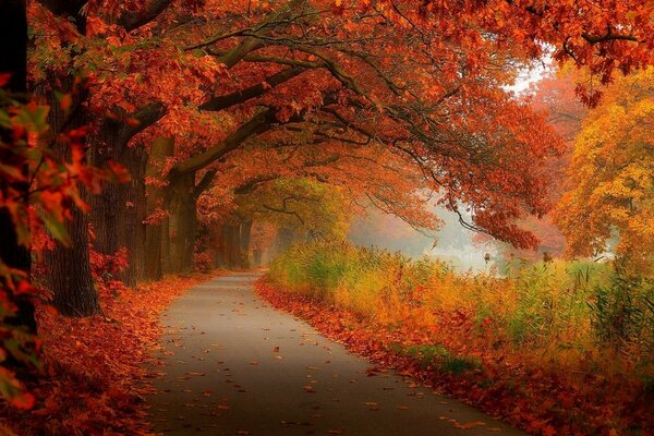 Straße im Herbstwald