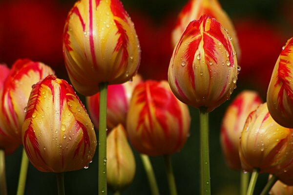 Fotos de tuipanes bajo la lluvia de primavera