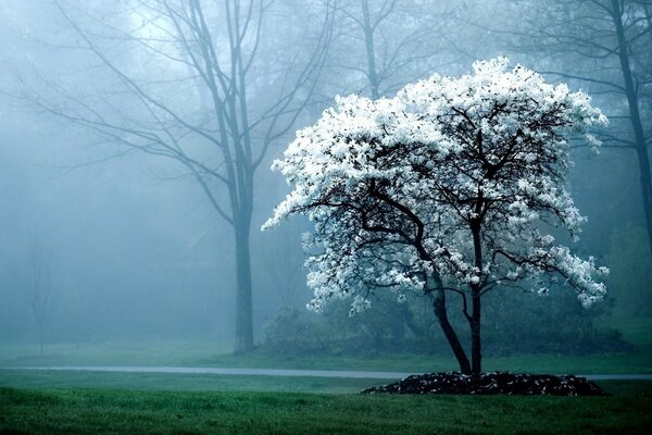 A tree in the white flowers of one stands in the fog