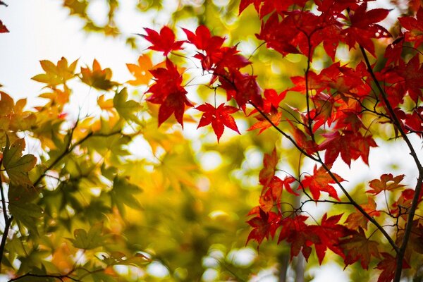 Contrast leaves summer-autumn green-red