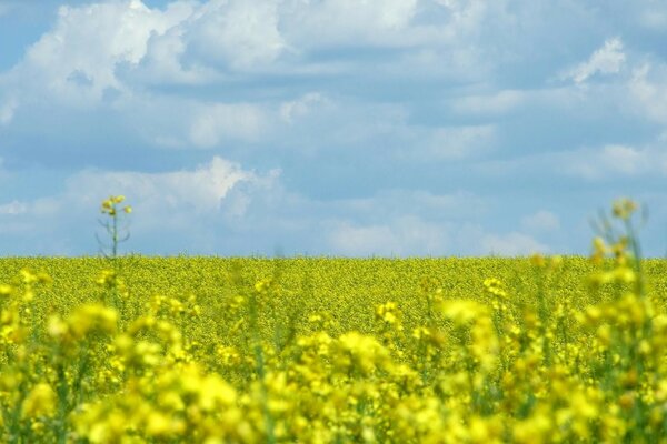 A field of flowers on a background of clouds and blue sky